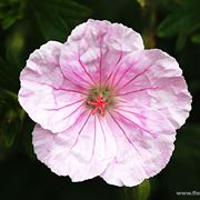 anemoni fuxia