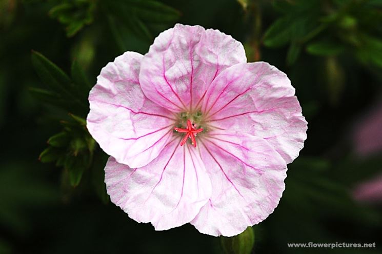 anemoni fuxia