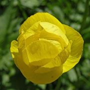 anemoni gialli
