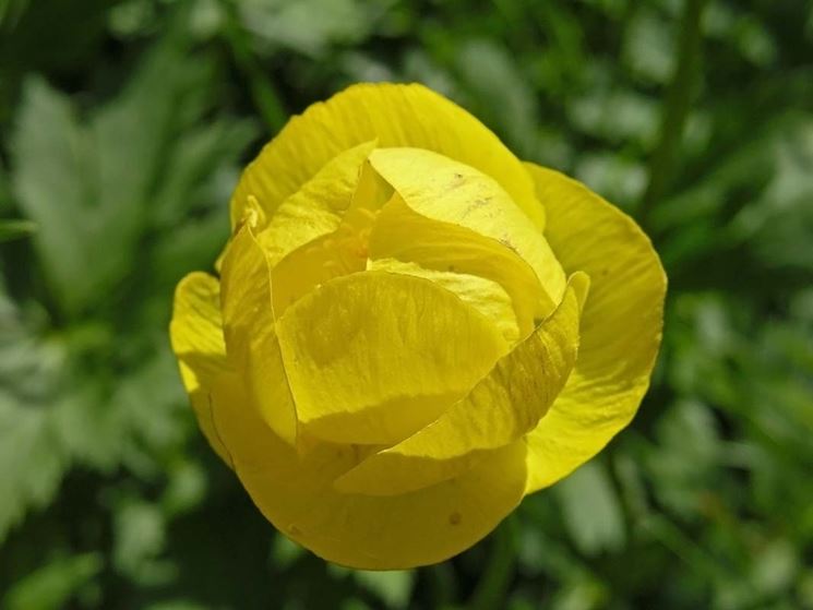anemoni gialli