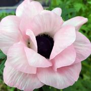 anemoni rosa-1