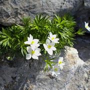 anemoni rosa