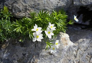 anemoni rosa