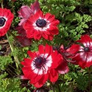 anemoni rosse