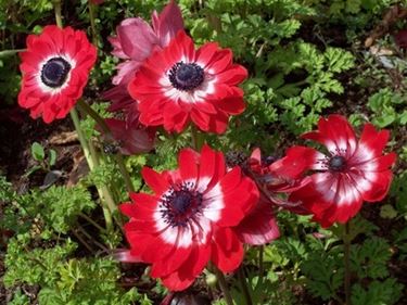 anemoni rosse