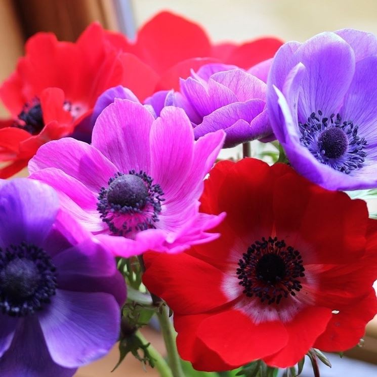 anemoni rossi