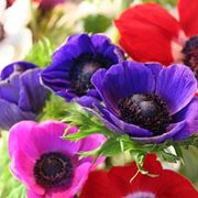 anemoni