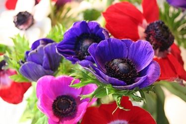 anemoni