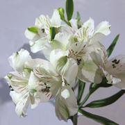 astromeria bianche-1