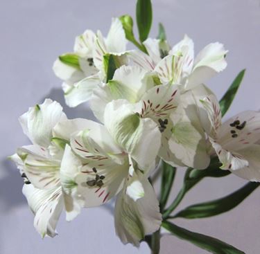 astromeria bianche-1