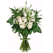 astromeria bianche