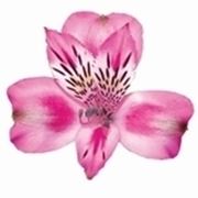 astromeria rosa-1