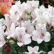 astromeria rosa