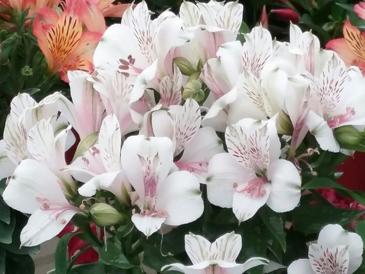 astromeria rosa