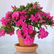azalea rosa-1