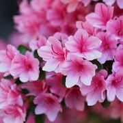 azalea rosa