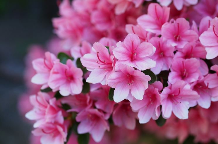 azalea rosa