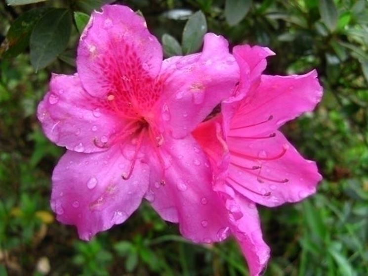 L'azalea rosa, che bellezza!