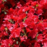 azalea rossa-1