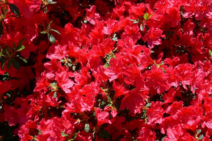 azalea rossa-1