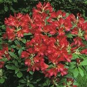 azalea rossa