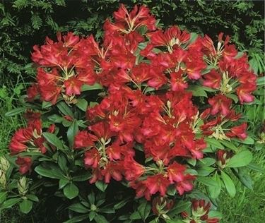 azalea rossa