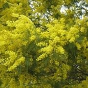 bouquet di mimosa-3