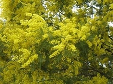 bouquet di mimosa-3