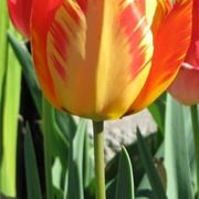bouquet di tulipani rossi e gialli