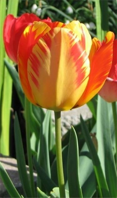 bouquet di tulipani rossi e gialli