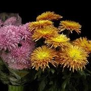 bouquet per defunti-4