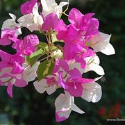 bouquet per defunti-5