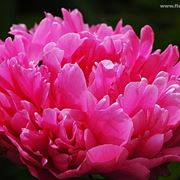 bouquet per dirti che?-3