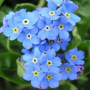 bouquet per fiocco azzurro-2