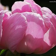 bouquet per fiocco rosa-3