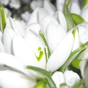 bouquet per laurea e diploma-5
