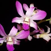 bouquet per lei