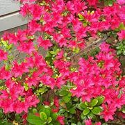 bouquet per lui-3