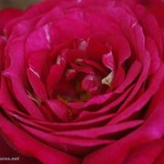 bouquet per lui