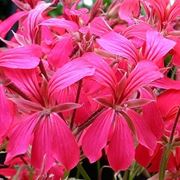 bouquet per lutto-4