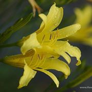 bouquet per lutto-5