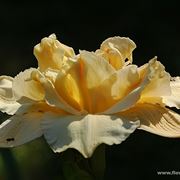 bouquet per maggiore et?