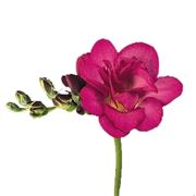 bouquet per matrimonio