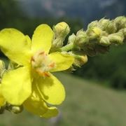 bouquet per nascita