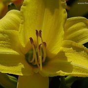 bouquet per nozze argento-oro