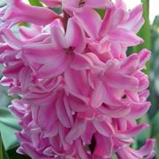 bouquet per ringraziare-5