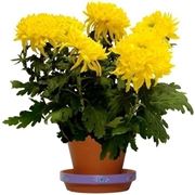 bouquet per tutti i santi-2