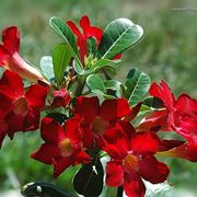 bouquet per tutti i santi-5