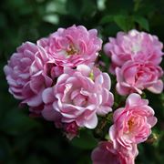 bouquet per tutti i santi