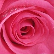 bouquet rosa fiori misti